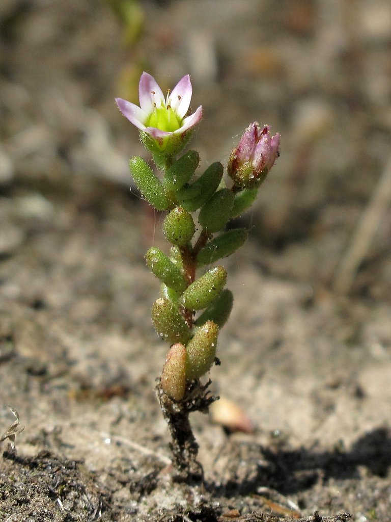 Sedum villosum
